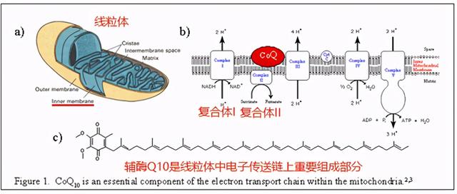 健康管理：辅酶Q10- 不单是他汀救赎，抗炎症脂性抗氧化物