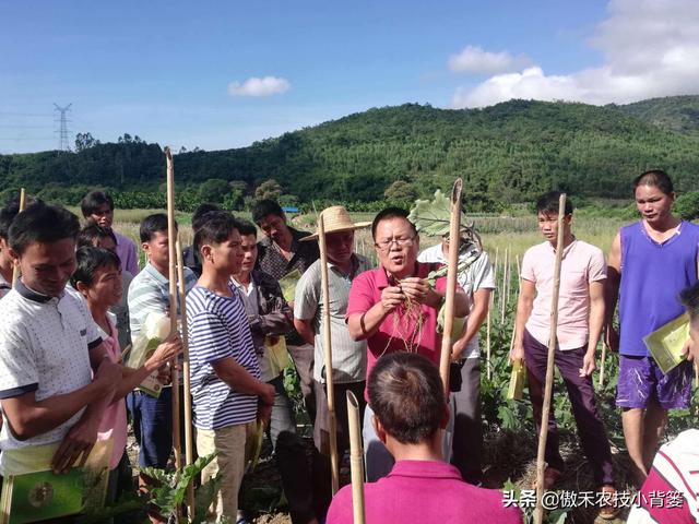 两性保健品：吡虫啉、噻虫嗪、噻虫胺、呋虫胺这四种杀虫剂，哪种杀虫效果好？