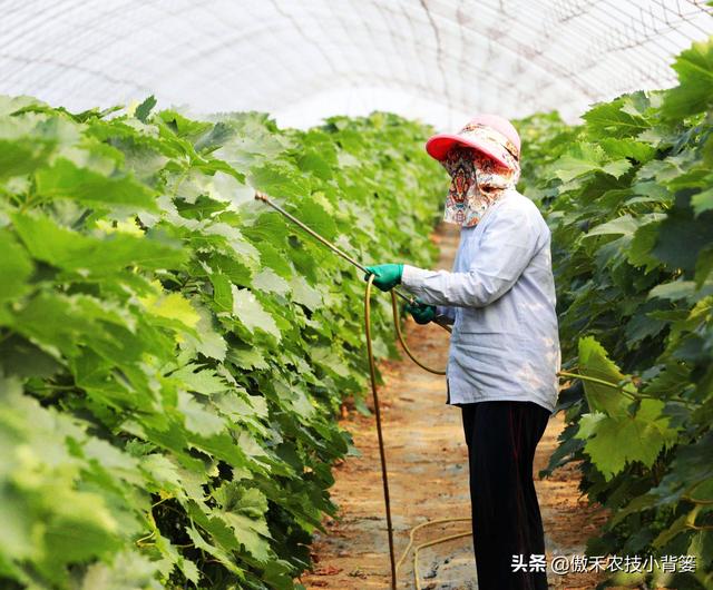 两性保健品：吡虫啉、噻虫嗪、噻虫胺、呋虫胺这四种杀虫剂，哪种杀虫效果好？