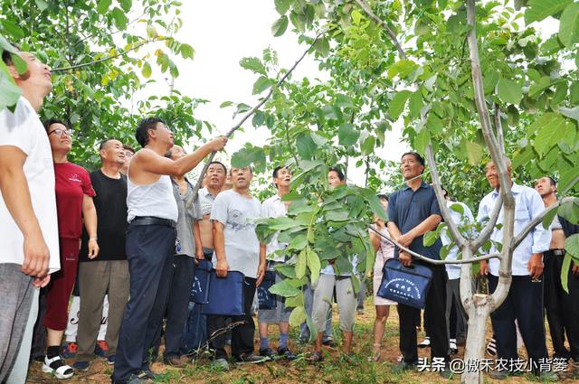 两性保健品：吡虫啉、噻虫嗪、噻虫胺、呋虫胺这四种杀虫剂，哪种杀虫效果好？