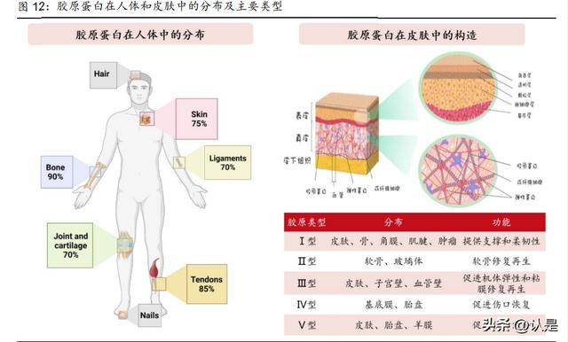 在线商城：巨子生物研究报告：科技为舟，引领胶原蛋白健康美学